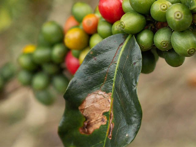 Tecnologia torna plantas de café resistentes ao bicho-mineiro
