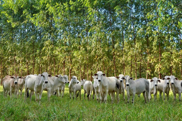 Novo aplicativo facilita consulta técnica sobre integração lavoura-pecuária-floresta