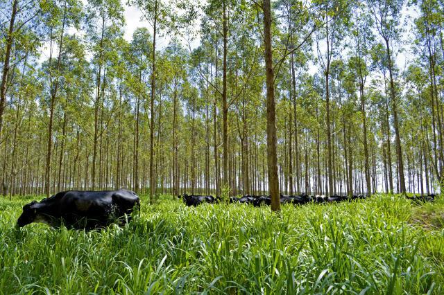 ILPF Integração Lavoura Pecuária Floresta 