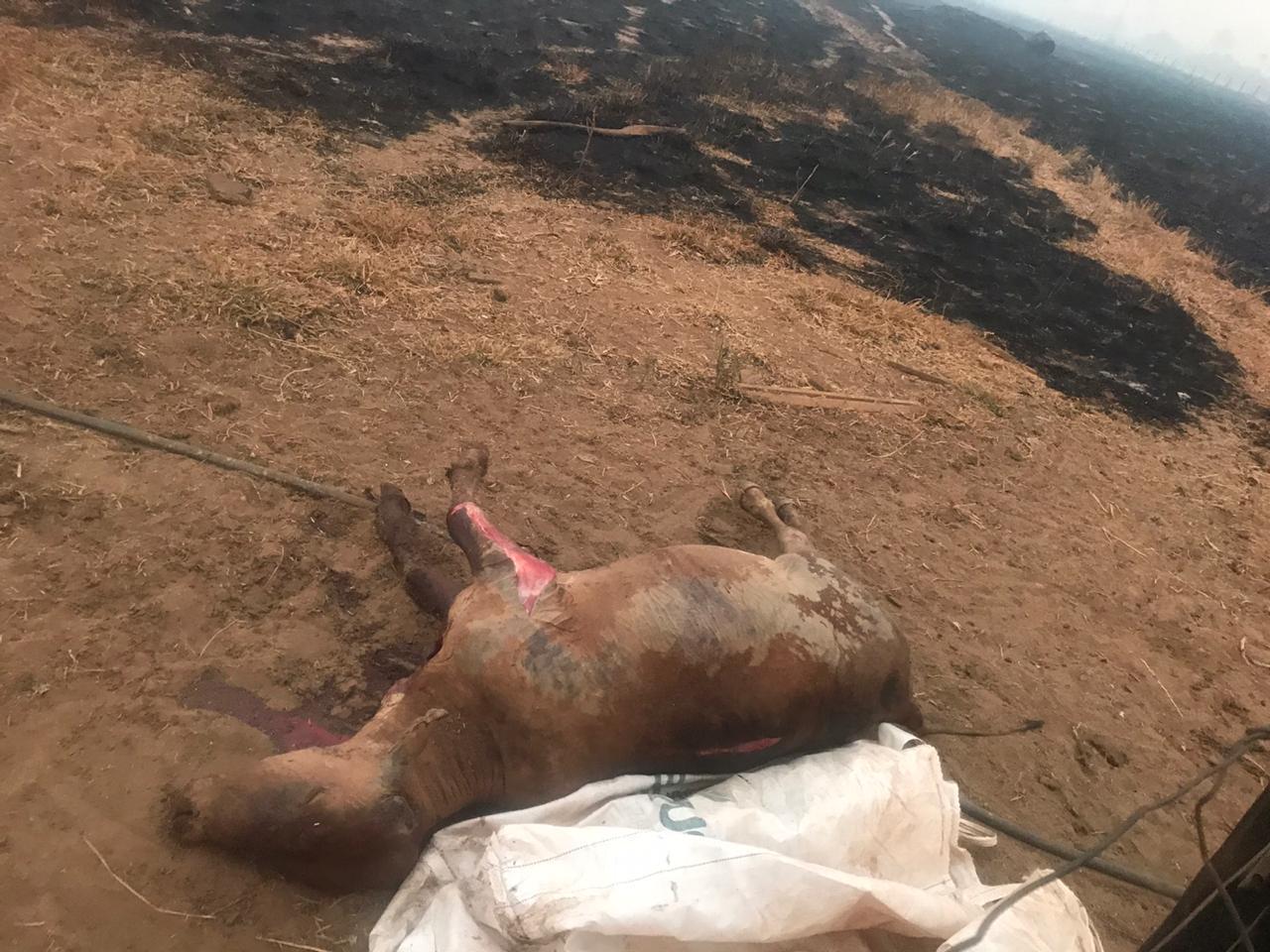 incêndio em assentamento mata animais