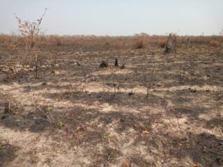 incêndio pantanal