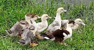 influenza aviária - gripe aviária - patos - frango