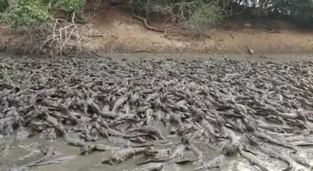 Jacarés amontoados em açude quase seco no Pantanal