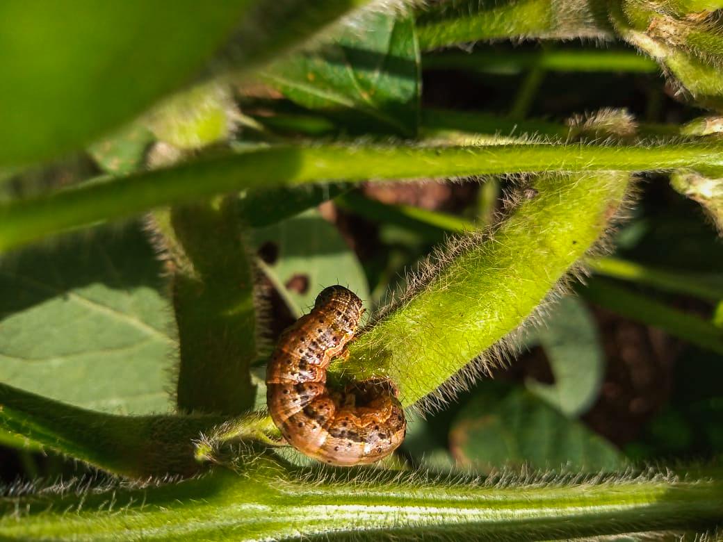 Produtores de soja de MT calculam perdas por infestação de lagartas