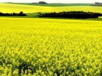 canola