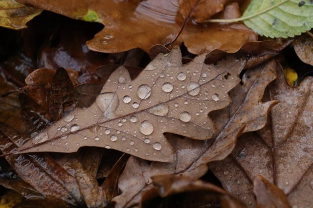 chuva nas folhas