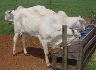 Mais lida: Confinamento a pasto pode aumentar lotação para até 10 animais por hectare