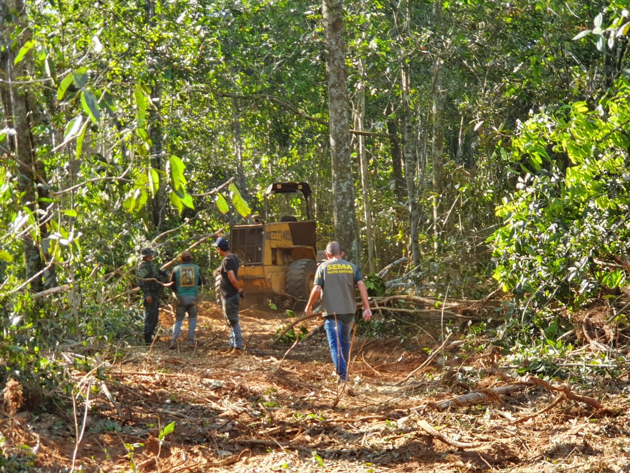extração de madeira ilegal em Mato Grosso
