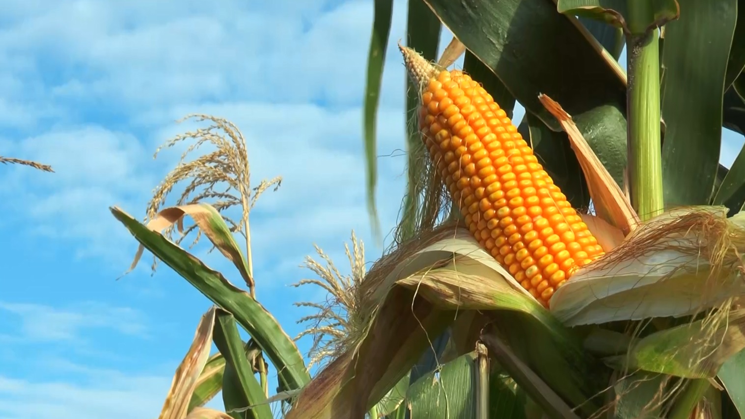 Preço do milho segue firme e retoma patamar de junho