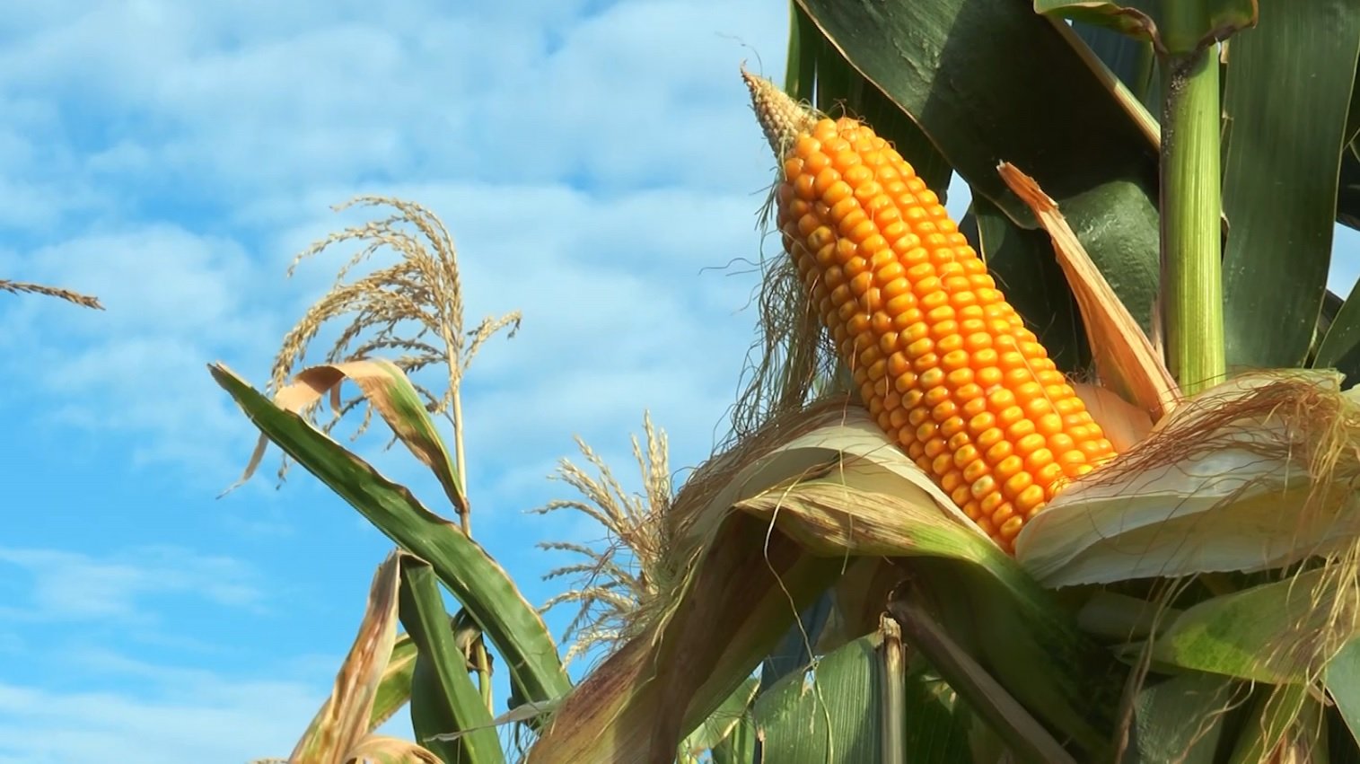 Safra global de milho é reduzida pelo USDA mesmo com recordes de produção
