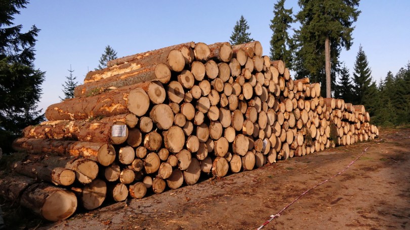 Exportações de madeira para os EUA despencam 55% após tarifaço