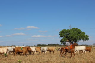 seca, manejo