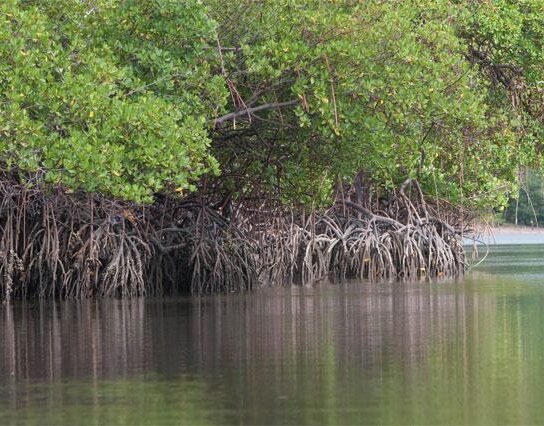 manguezais, conama, meio ambiente