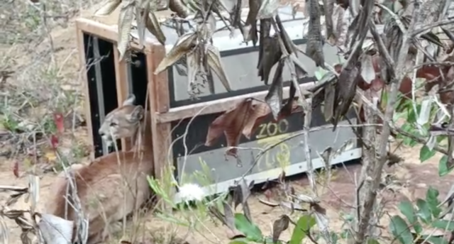 Imagens: Cetas/Ibama
