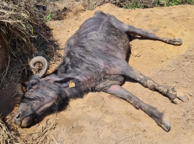 búfalo que sofreu maus-tratos em Brotas