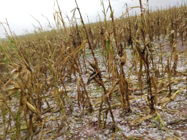 milho, granizo, chuva