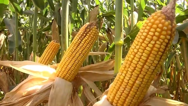 Uso misto de bactérias e nitrogênio reduziria custo do milho em R$ 2,8 bilhões ao ano