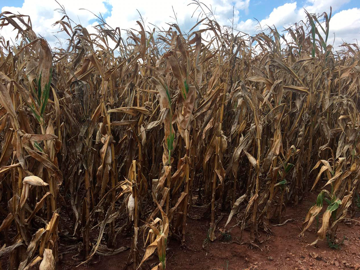 Milho: produtores do RS perdem 50 sacas por hectare com a seca, sem chuva, estiagem