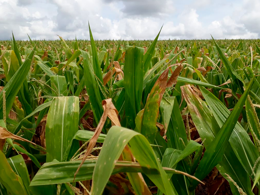 Forte seca provoca quebra de safra no milho do Rio Grande do Sul