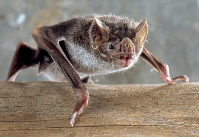 morcego transmissor da raiva
