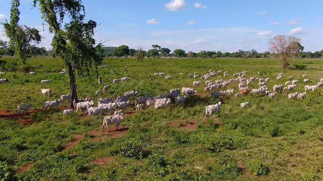 mt sustentável mato grosso pantanal pecuária