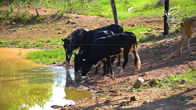 mt sustentável plantar água foto leandro balbino canal rural mato grosso 1
