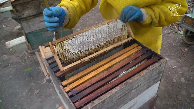 mt sustentável produção de mel selo pantanal cáceres