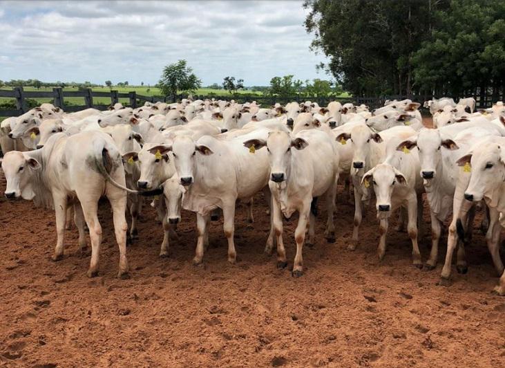 Confira como o preço do boi gordo fechou a semana no Brasil