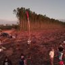 fazenda de cultivo de eucalipto da Suzano na Bahia, invadida pelo MST