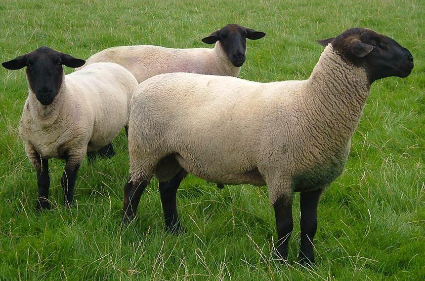 ovelhas, ovinocultura