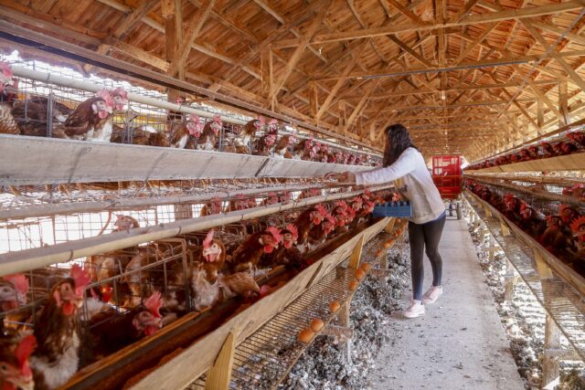Produção de ovo - Granja feliz
Dirceu Pontalti Cortez
Arapongas-Pr
Gilson Abreu/AEN