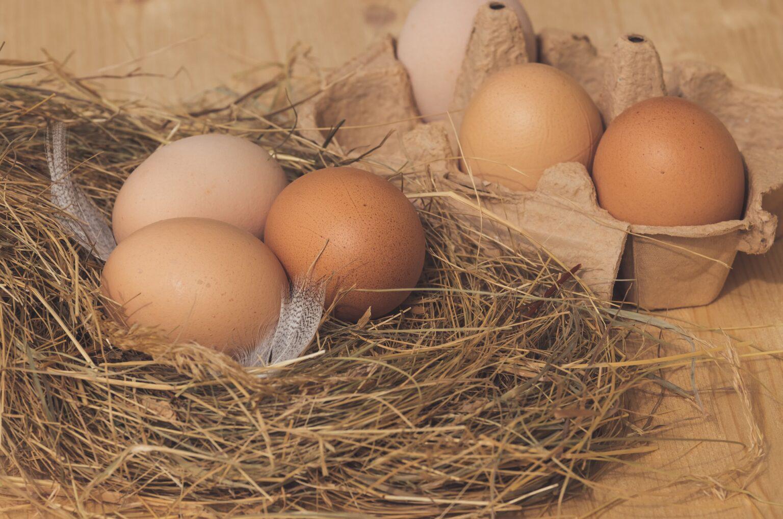 ovos - material genético avícola