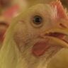 frango, manual avicultura,probióticos, biosseguridade frango, manual avicultura,probióticos, biosseguridade
