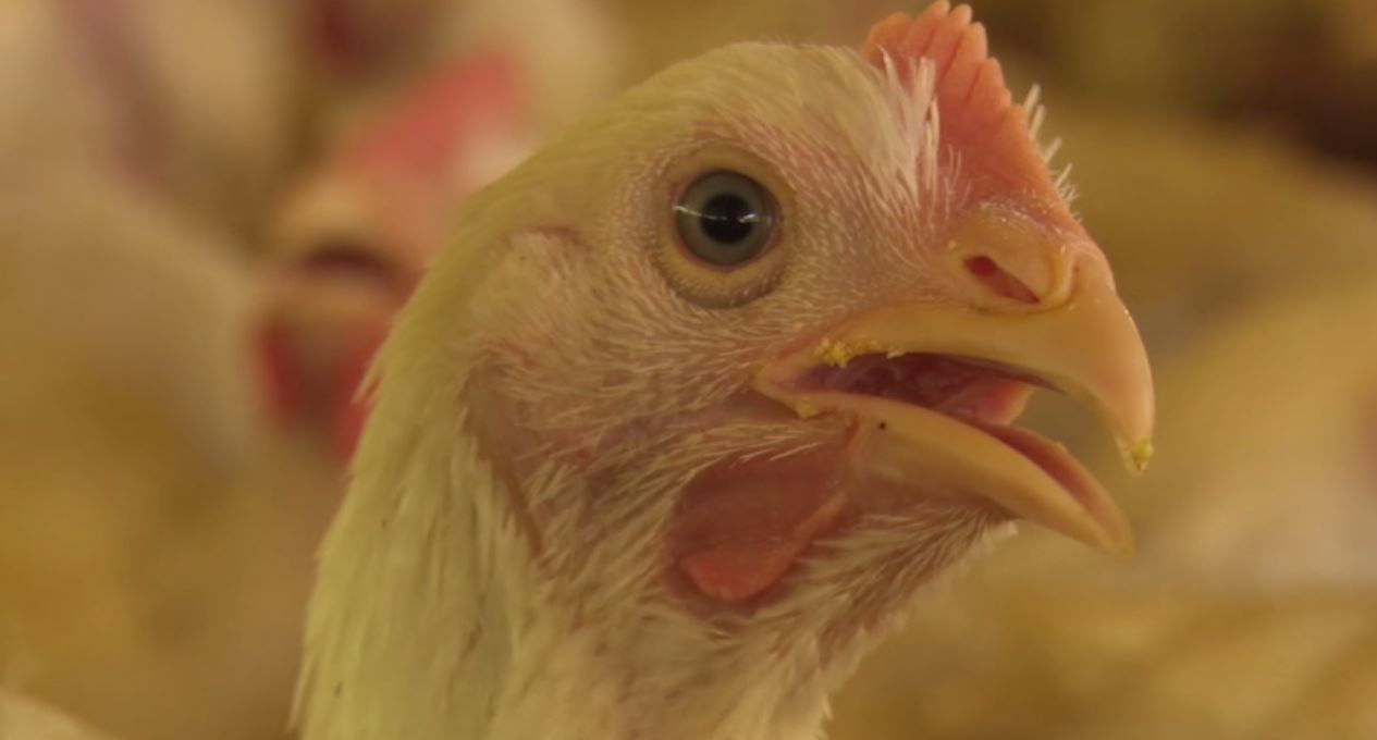 Frango tem hormônio?