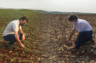 Paraná: chuvas e plantio de soja para alguns, seca e preocupação para outros