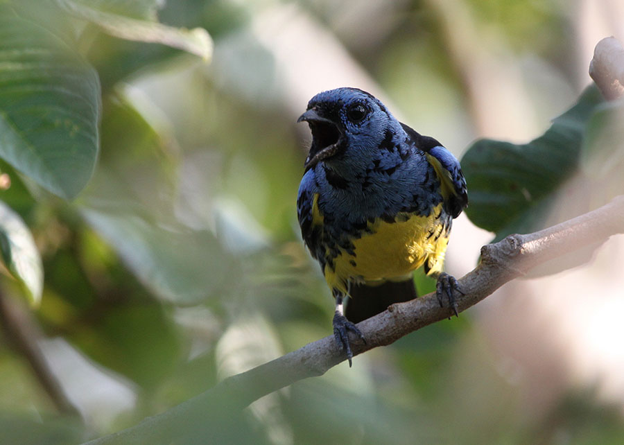 Brasil começará a vender aves vivas para os Emirados Árabes Unidos