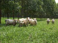 integração lavoura-pecuária-floresta agronomia