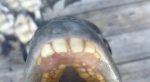 peixe com 'dentes humanos'