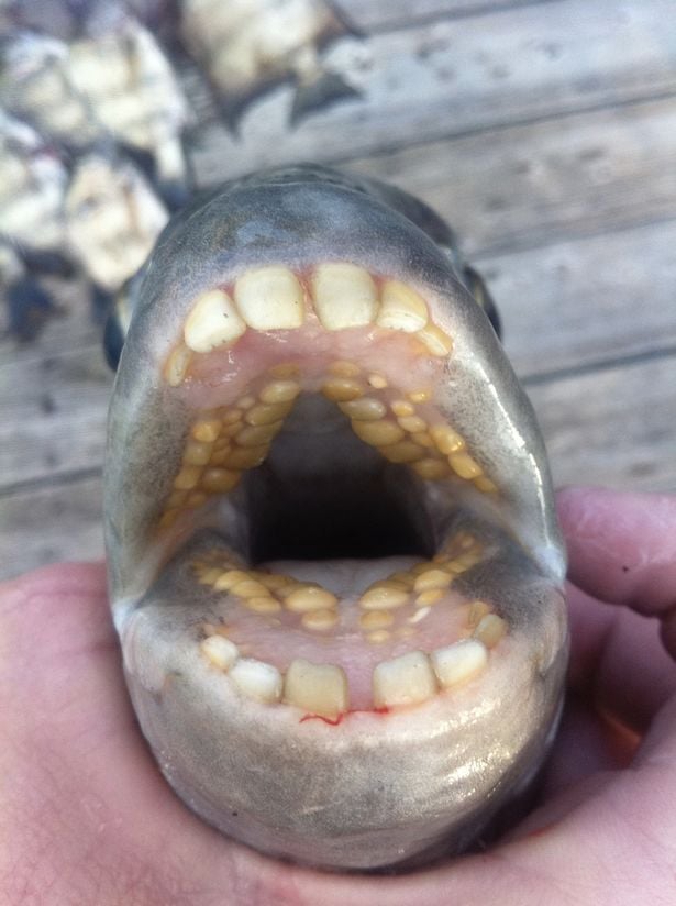 peixe dentes humanos