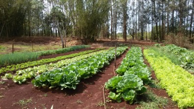 Estudos avaliam os efeitos das políticas públicas federais e estaduais na produção agrícola paulista