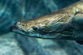peixe pirarucu