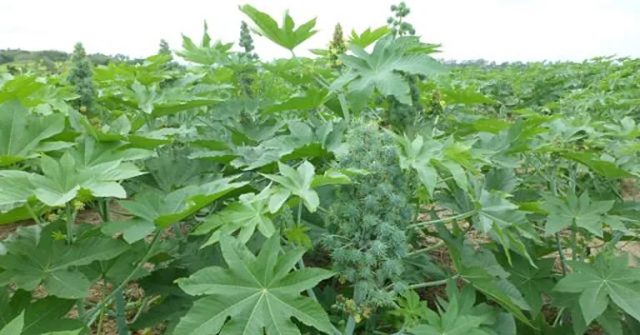 plantação de mamonas - biodiesel - jornal da usp