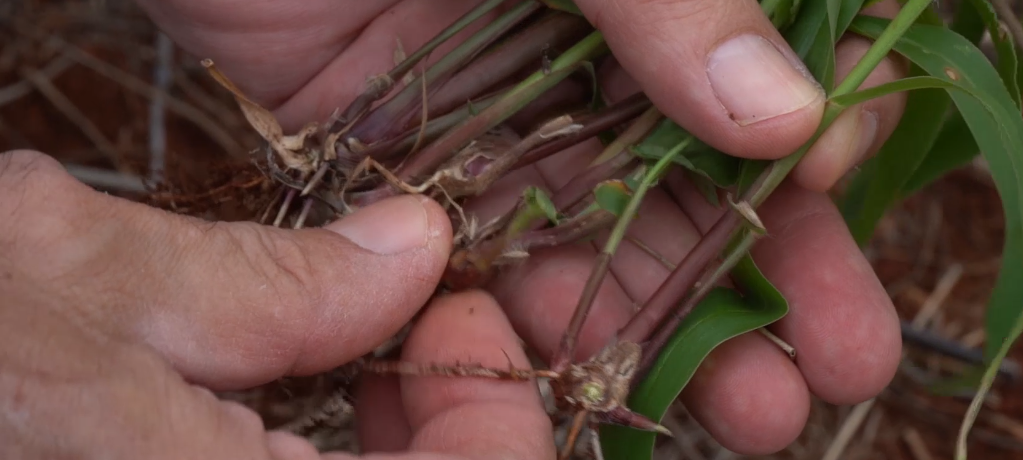 Dicas Embrapa - soluções para a falta de herbicidas na cultura da soja