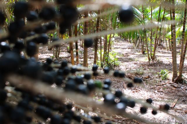 Cerrado deve se tornar mais novo polo de fruticultura do Brasil