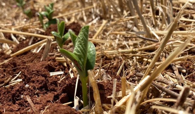 plantio da soja em não-me-toque - fazenda irmãos guadagnin - solo seco