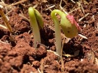 plantio de soja em não-me-toque - rio grande do sul - fazenda irmãos guadagnin