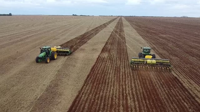 Plantio de algodão passa de 47% em Mato Grosso; milho chega a 6%