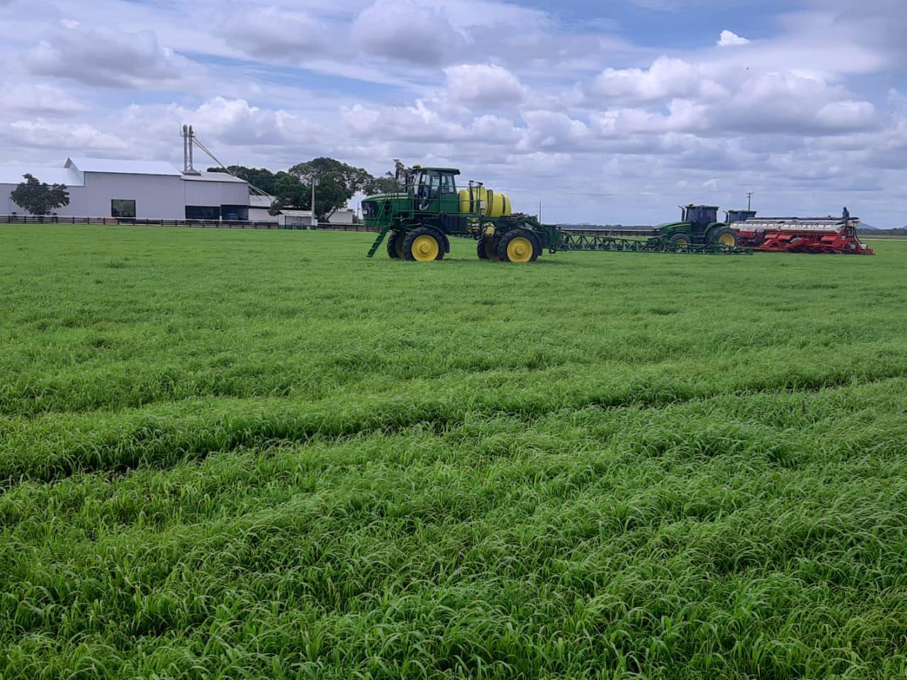 Com plantio iniciado, estado brasileiro deve expandir área de soja em até 7%