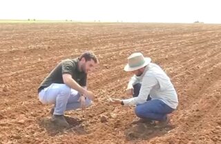 Plantio de soja 25/26 atinge 36% no Brasil, indica AgRural