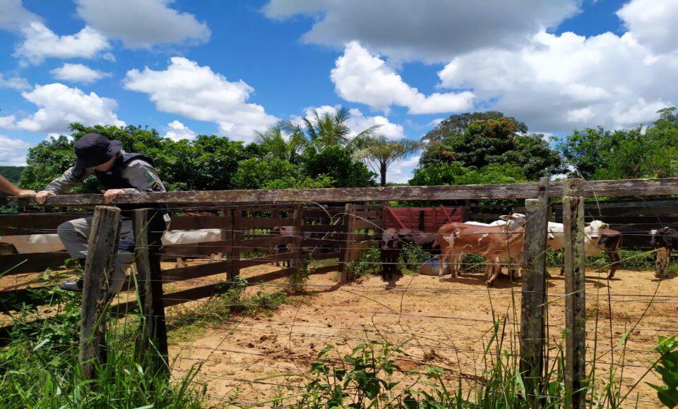 pm abate clandestino gado furtado furto de gado